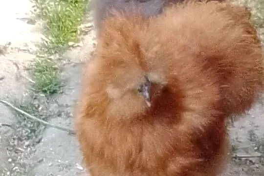 Piękny kogut rasy Silka