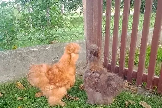 Piękny kogut rasy Silka, Małopolskie, Tarnów