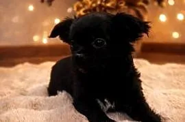 Chihuahua-  śliczny malutki piesek długowłosy