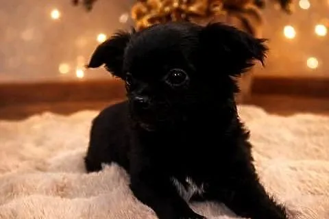 Chihuahua-  śliczny malutki piesek długowłosy
