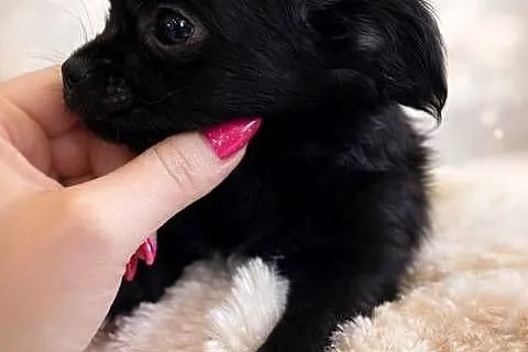 Chihuahua-  śliczny malutki piesek długowłosy, Małopolskie, Sułkowice