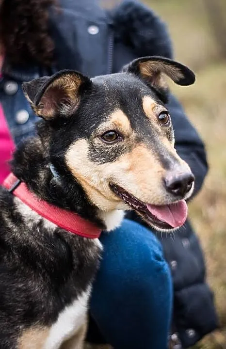 Tytus – energiczny, młody psiak do adopcji!, , Świdnica