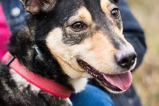 Tytus – energiczny, młody psiak do adopcji!, , Świdnica