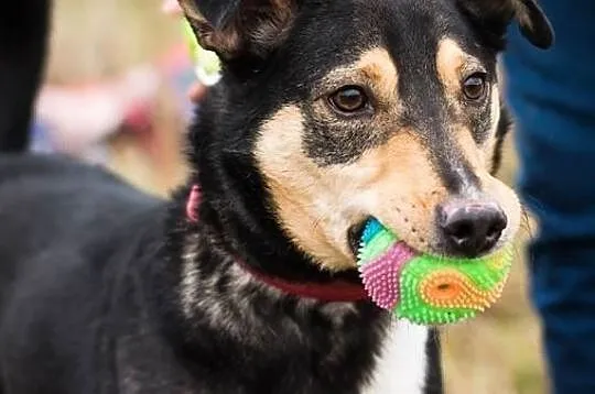 Tytus – energiczny, młody psiak do adopcji!, , Świdnica