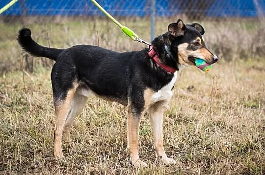 Tytus – energiczny, młody psiak do adopcji!, , Świdnica