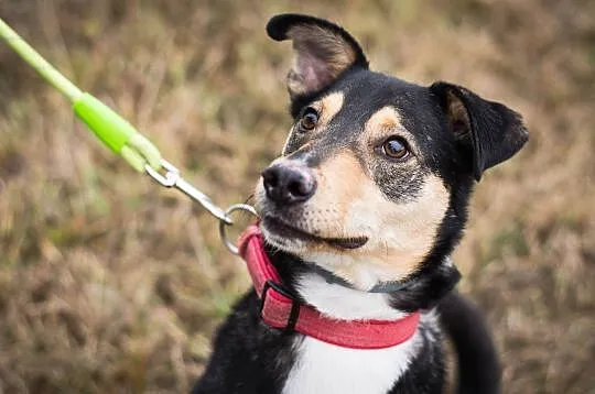 Tytus – energiczny, młody psiak do adopcji!, , Świdnica