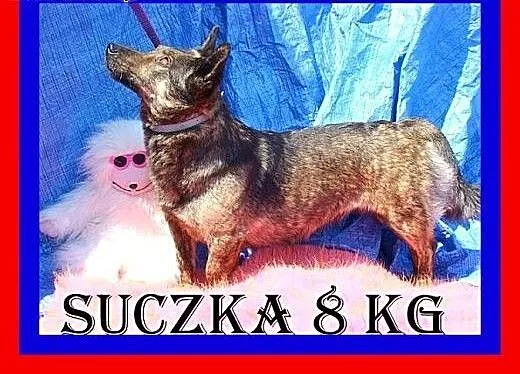 8kg,sympatyczna,pręgowana suczka na krótkich łapka