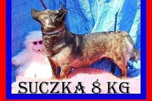 8kg,sympatyczna,pręgowana suczka na krótkich łapka