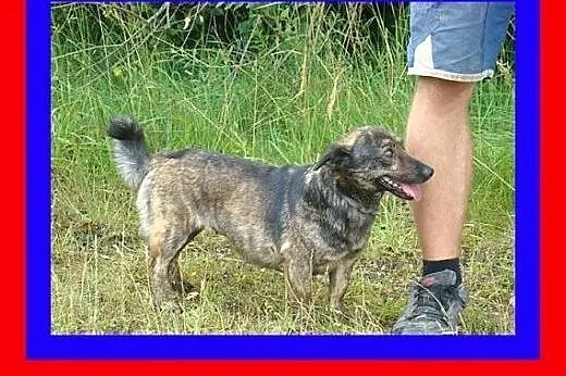 8kg,sympatyczna,pręgowana suczka na krótkich łapka