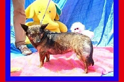 8kg,sympatyczna,pręgowana suczka na krótkich łapka