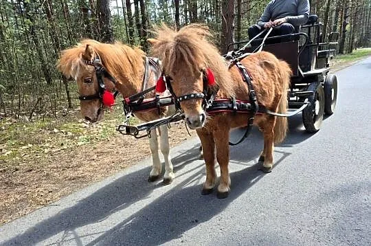Sprzedam Kucyka, Lubelskie, Biłgoraj