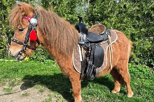 Sprzedam Kucyka, Lubelskie, Biłgoraj
