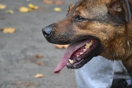 Mafi rodzinki poszukuje:) Całe swoje serduszko w z