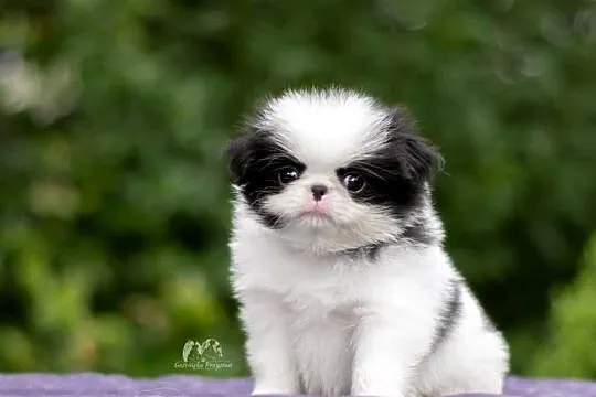 Chin Japoński szczeniak Japan Chin Japanese Chin, Zachodniopomorskie, Gościno