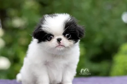 Chin Japoński szczeniak Japan Chin Japanese Chin, Zachodniopomorskie, Gościno