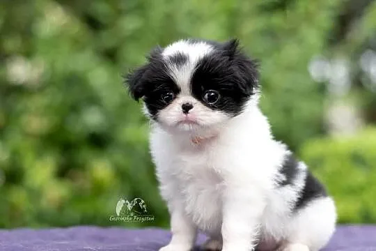 Chin Japoński szczeniak Japan Chin Japanese Chin, Zachodniopomorskie, Gościno