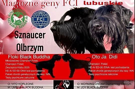 Sznaucer olbrzym szczenię, Lubuskie, Nowa Sól