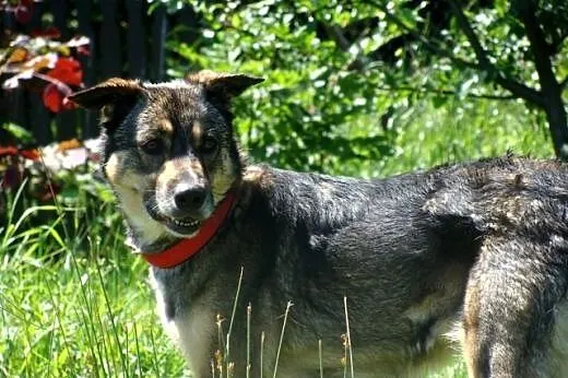 AZA piękna, średnia, radosna sunia poleca sie do a