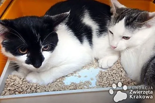 Przepiękne kociaki do adopcji,  małopolskie Kraków