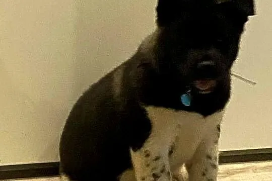 American Akita Dziewczynka