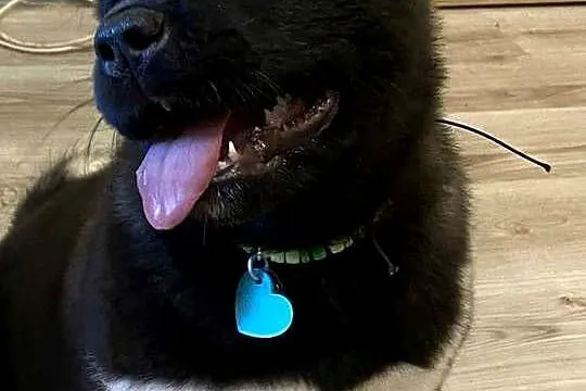 American Akita Dziewczynka, Dolnośląskie, Bielawa