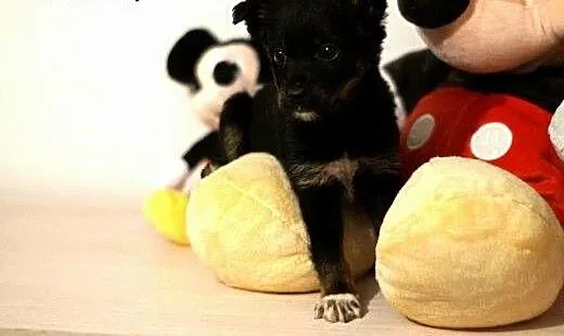 Bonnie, Tina, Cher -7 tyg sunie do adopcji,, mał