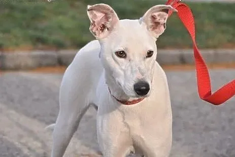 Kejsi - biała dama do adopcji!,  dolnośląskie Jelenia Góra