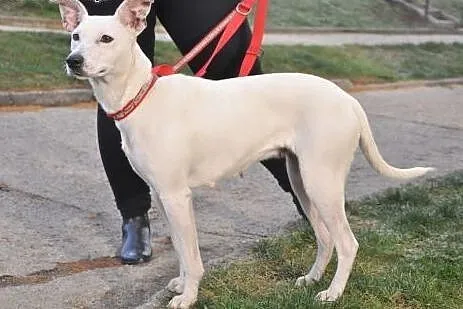 Kejsi - biała dama do adopcji!,  dolnośląskie Jele