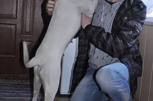 Kejsi - biała dama do adopcji!,  dolnośląskie Jele