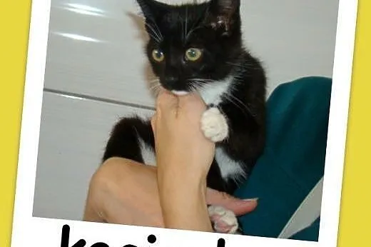 2,5 miesięczna kociczka trójłapka,wesoła,miziasta.Adopcja,  małopolskie Kraków