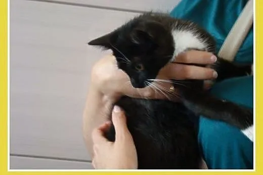 2,5 miesięczna kociczka trójłapka,wesoła,miziasta.