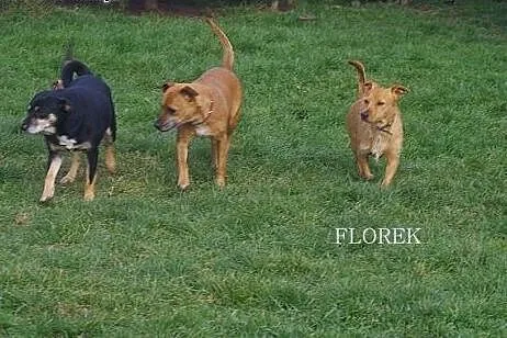 Florek – cudowny, młody, szorstkowłosy p