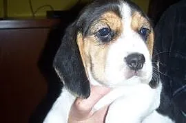 Beagle tricolor, Włocławek