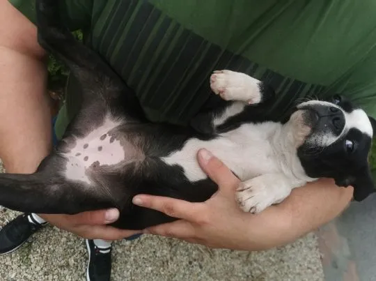 Suczka Piesek Pies Boston Terrier Szczeniak Szczeniaki Rodowód Poznań Warszawa, , Poznań