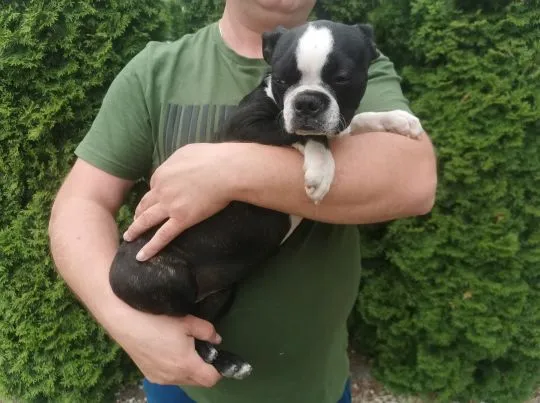 Suczka Piesek Pies Boston Terrier Szczeniak Szczeniaki Rodowód Poznań Warszawa, , Poznań