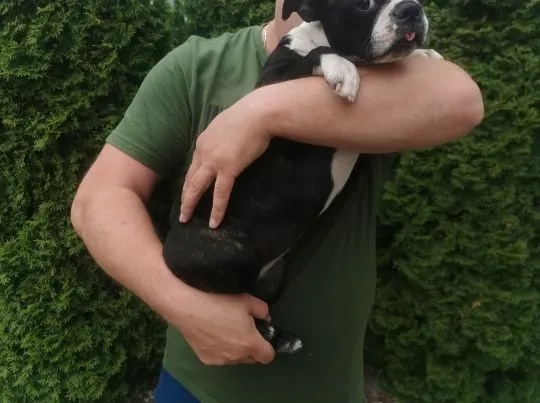Suczka Piesek Pies Boston Terrier Szczeniak Szczeniaki Rodowód Poznań Warszawa, , Poznań