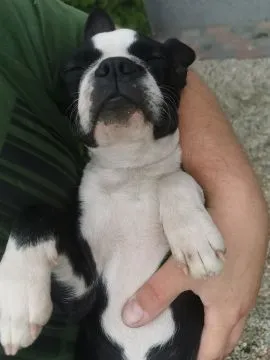 Suczka Piesek Pies Boston Terrier Szczeniak Szczeniaki Rodowód Poznań Warszawa