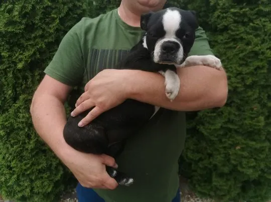 Suczka Piesek Pies Boston Terrier Szczeniak Szczeniaki Rodowód Poznań Warszawa, , Poznań