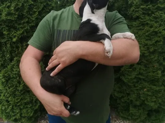 Suczka Piesek Pies Boston Terrier Szczeniak Szczeniaki Rodowód Poznań Warszawa, , Poznań
