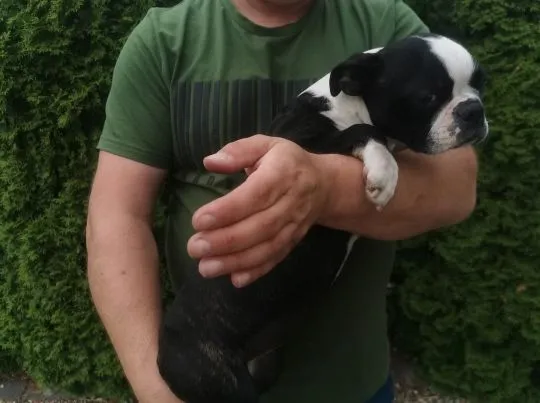 Suczka Piesek Pies Boston Terrier Szczeniak Szczeniaki Rodowód Poznań Warszawa, , Poznań
