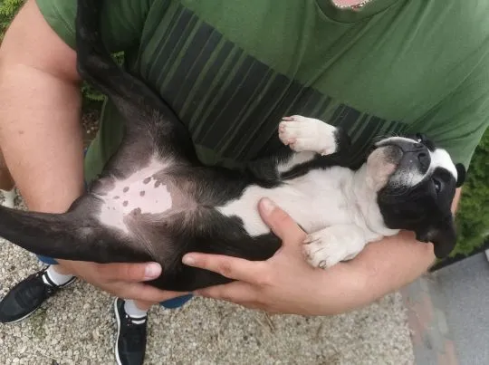 Suczka Piesek Pies Boston Terrier Szczeniak Szczeniaki Rodowód Poznań Warszawa, , Poznań