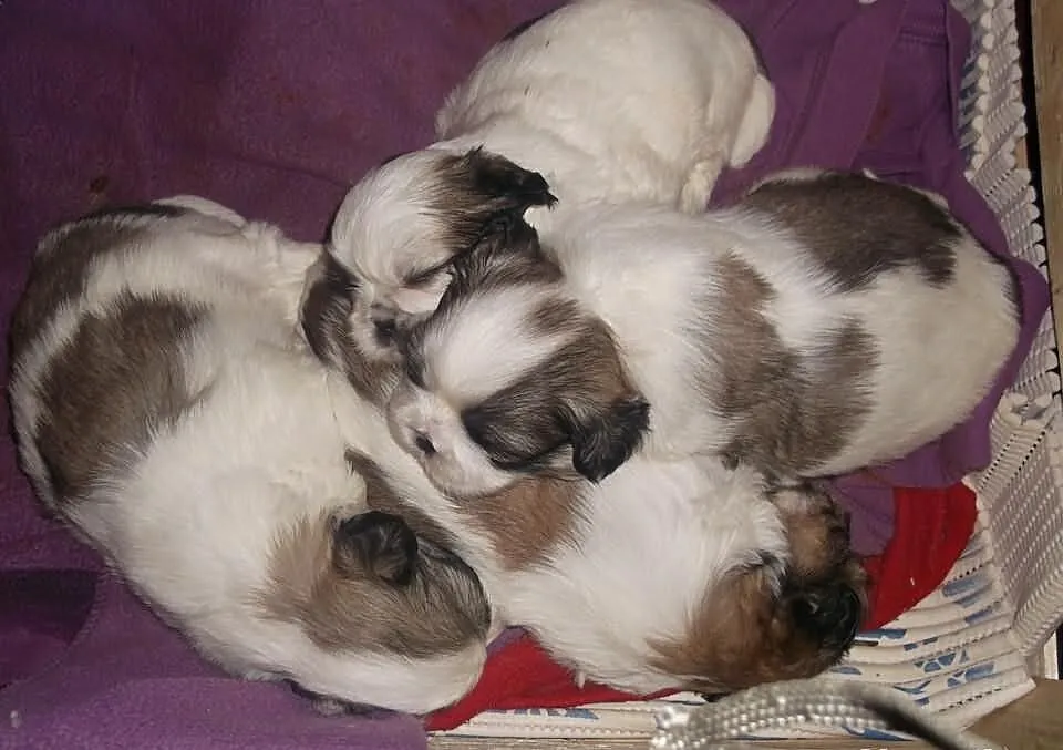 Shih Tzu