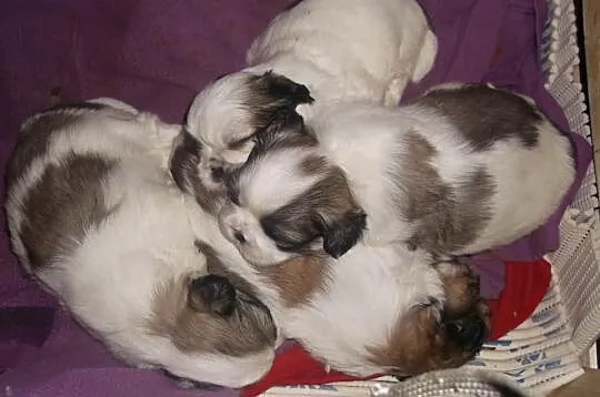 Shih Tzu