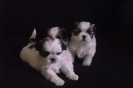 Shih Tzu