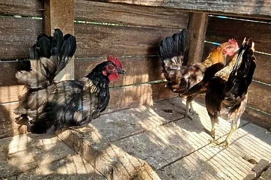 Koguty chabo I karzełek polski, Lubuskie, Kosin