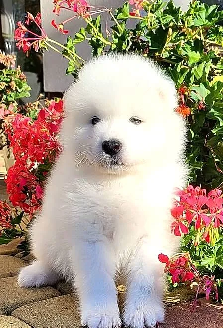 Samoyed- szczenięta z rodowodem FCI, Lubelskie, Jacków