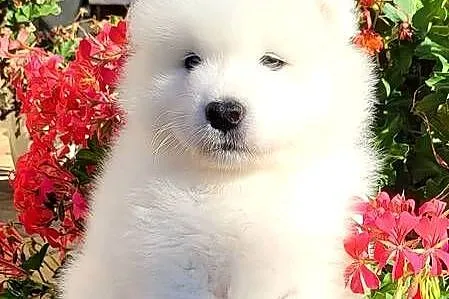 Samoyed- szczenięta z rodowodem FCI, Lubelskie, Jacków