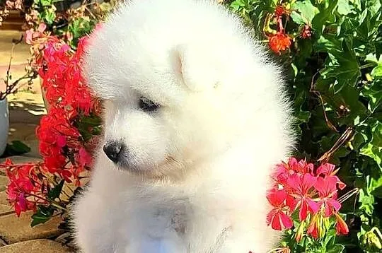 Samoyed- szczenięta z rodowodem FCI, Lubelskie, Jacków