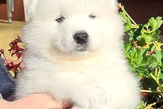 Samoyed- szczenięta z rodowodem FCI, Lubelskie, Jacków