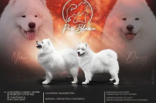 Samoyed- szczenięta z rodowodem FCI, Lubelskie, Jacków